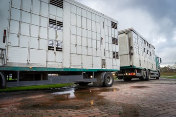  Viehtransport - Schweine auf dem Weg zum Schalchthof