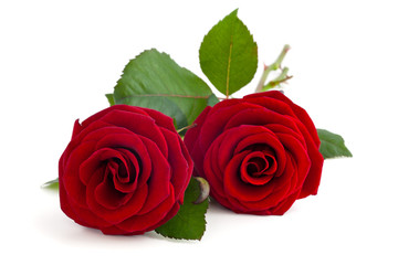 Zwei rote Rosen.