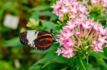 Fototapeta na wymiar Schmetterling auf Pflanze/ Blume