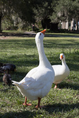 Full body shot of Greylag goose, long neck outstretched and waiting to be fed