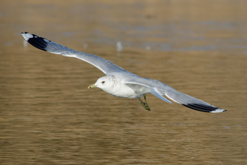Common Gull (Larus canus)