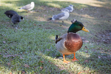 Profile head on full body crested mallard drake, standing on grass in mottled sunlight and shade at a park, with other waterfowl in background