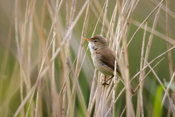 Eurasian Reed Warbler (Acrocephalus scirpaceus)
