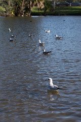 Seagull floating in water looks out over the pond and other seagulls at New Orleans park