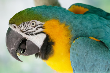 Blue-and-yellow macaw (Ara ararauna)