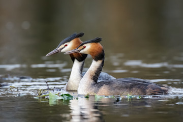 Great Crested Grebe (Podiceps cristatus)