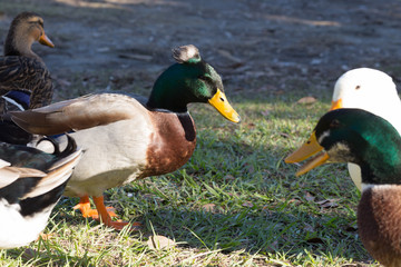 Royalty rockstar duck greeting its fans / Crested mallard in conversation with other ducks on the grass in New Orleans city park