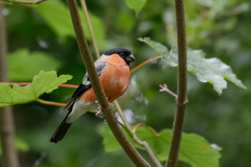 Male Bullfinch (Pyrrhula pyrrhula)