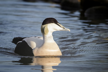 Male Common Eider (Somateria mollissima)