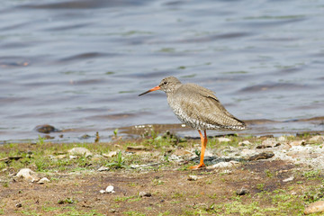 Common Redshank (Tringa totanus)