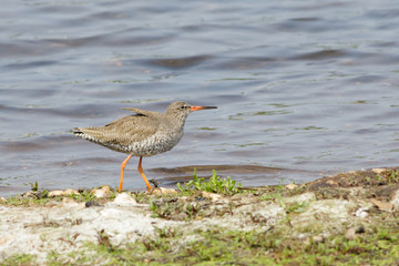 Common Redshank (Tringa totanus)