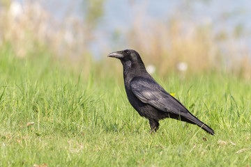 Carrion Crow (Corvus corone)