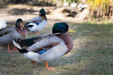 Mallard drake duck waddling and quacking on the grass in a park, other mallards in background