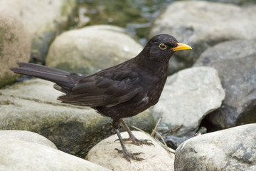 Male Blackbird (Turdus merula)