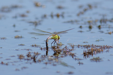 Female Emperor Dragonfly (Anax imperator)