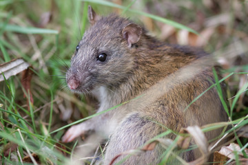 Naklejka na ściany i meble Brown Rat (Rattus novegicus)