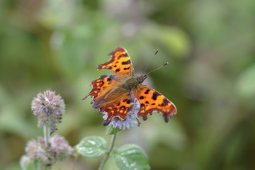 Comma butterfly (Polygonia c-album)