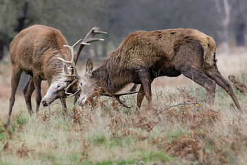 Red Deer rut  (Cervus elaphus) stags fighting, sparring or dueling