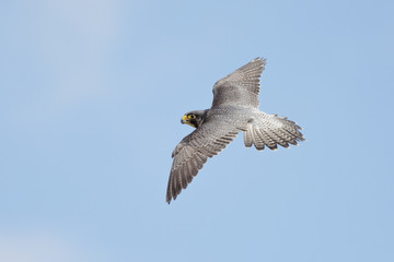 Peregrine Falcon (Falco peregrinus) in flight