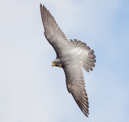 Peregrine Falcon (Falco peregrinus) in flight