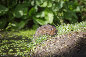 Water Vole (Arvicola amphibius)