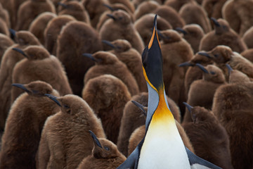 Obraz premium Adult King Penguin (Aptenodytes patagonicus) standing amongst a large group of nearly fully grown chicks at Volunteer Point in the Falkland Islands. 