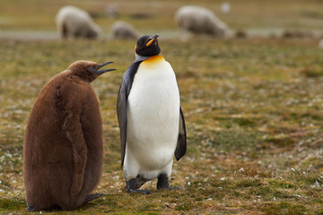Adult King Penguin (Aptenodytes patagonicus) interacting with nearly fully grown and hungry chick...