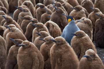 Volwassen koningspinguïn (Aptenodytes patagonicus) staat tussen een grote groep bijna volgroeide kuikens op Volunteer Point op de Falklandeilanden.