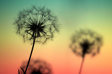 Dandelions close up