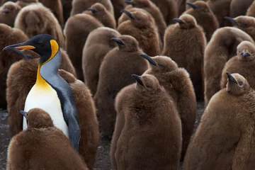 Muurstickers Volwassen koningspinguïn (Aptenodytes patagonicus) staat tussen een grote groep bijna volgroeide kuikens op Volunteer Point op de Falklandeilanden. © JeremyRichards