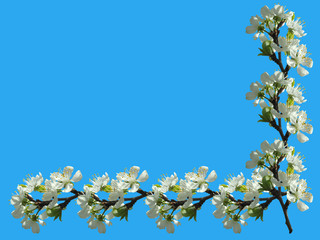 Flower pear isolated 
