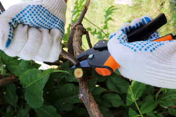 Pruning ornamental shrub branch with a garden secateurs in the summer garden