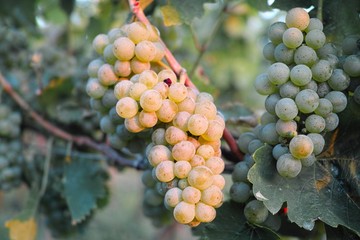 Weinanbau / Wein / Weinstock / Trauben Hintergrund