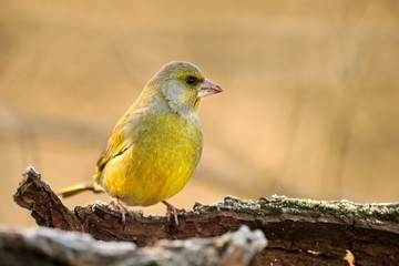 Greenfinch (Chloris chloris)