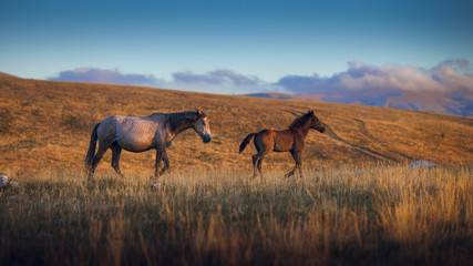 Two wild horses on the mountain, jellow grass and blue sky