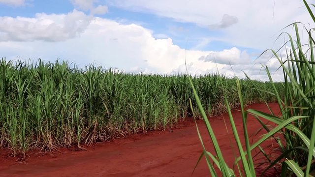 Path on sugar cane plantation on a country roadside waving in a summer wind