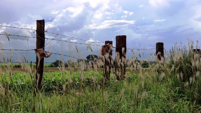 Old worn wooden fence, soy plantation in the background