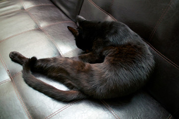 beautiful black cat grooming on sofa