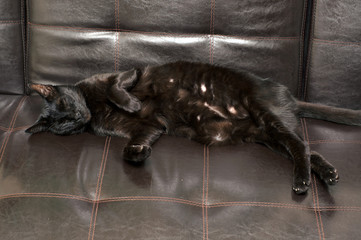black cat sleeping on side