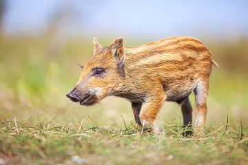 Wild piglet on a summer day © Andrey Bandurenko