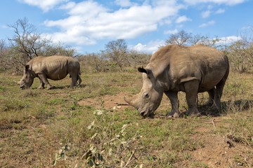 Obraz premium couple of rhinos at Hluhluwe-Umfolozi