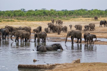 Obraz premium elephant having bath at hwange