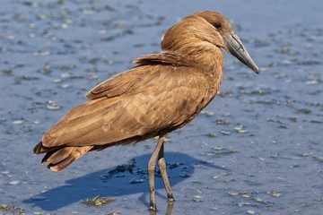hammerkop at kruger national park