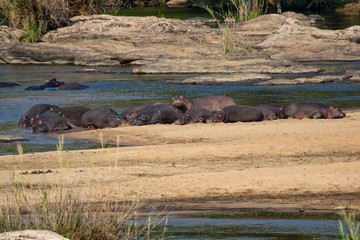 herd of hippos having rest at kruger