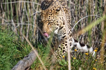 leopard at kruger national park