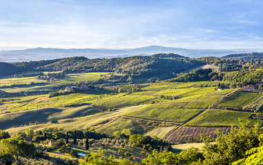 Fototapeta na wymiar Green vineyards of Tuscany