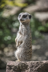 Portrait of playful and curious suricates in a small open resort
