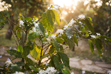 Kawa - krzew z kwiatami w zachodzącym słońcu - obrazy, fototapety, plakaty