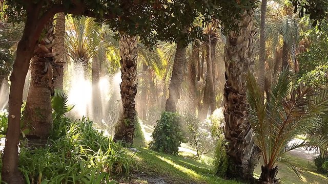 Elche Palm Grove, world heritage, spain
