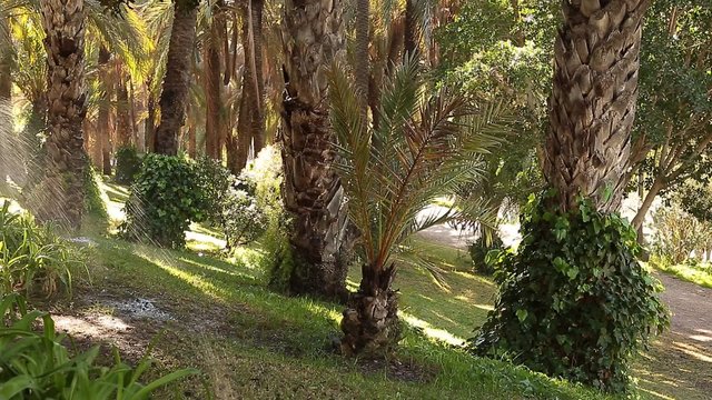 elche garden watered by automated systems
